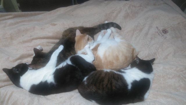 実際に飼っている愛猫4匹が集まって寝ている画像。